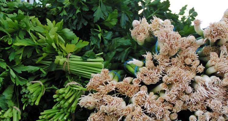 El cilantro es una hierba principal en la cocina mexicana.