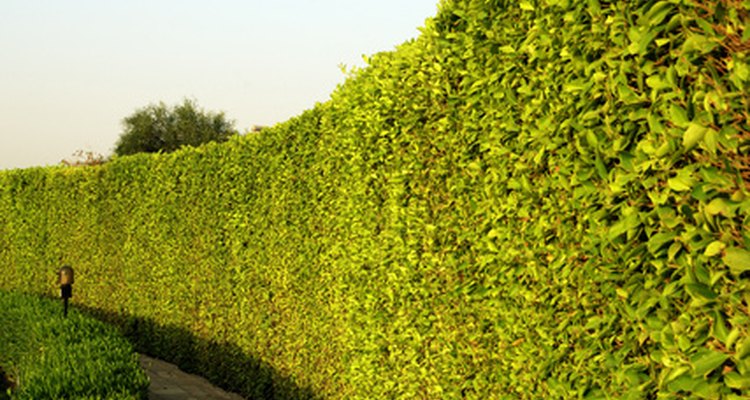 Tall growing trees creat natural fences and boundaries.