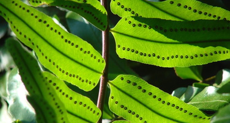 Las hojas de las plantas se ven verdes porque reflejan luz verde.