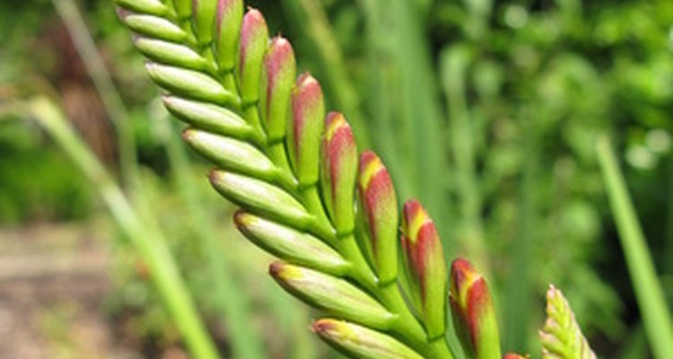 The flowers open from the bottom to the top.
