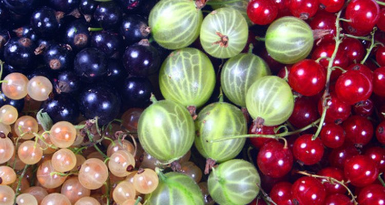 Currants and gooseberries grow in various colours and sizes.