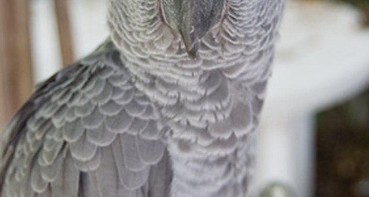 It is important to recognise bacterial sinus infections in an African grey parrot.