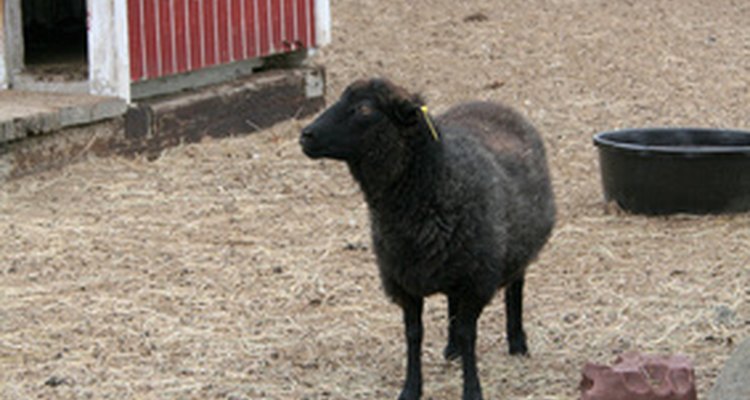Puedes criar algunas cabras lecheras o bien ovejas por su lana.