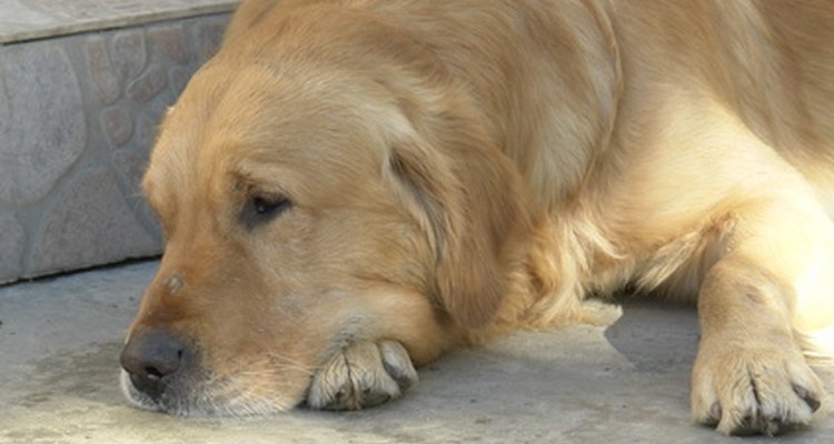 La prednisona es un tratamiento común para el linfoma en perros.