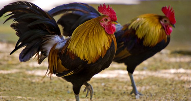 Existen varios factores que pueden causar los problemas en las patas de los pollos.