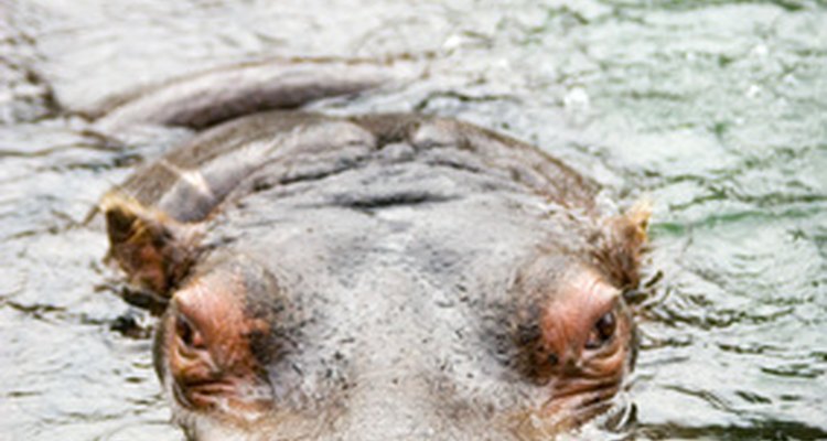 ¿Cómo se aparean los hipopótamos?