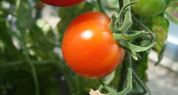 Evite que as folhas de seu tomateiro fiquem amarelas