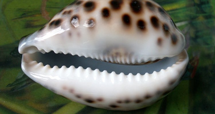 Las conchas cowry tienen un aspecto de pulido