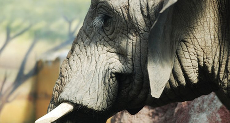 Fantasias de elefante devem focar na tromba do animal e em suas grandes orelhas