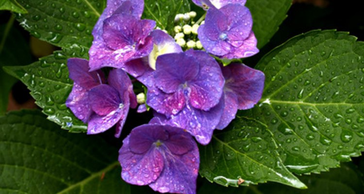 Hydrangeas like moisture, but avoid getting foliage wet to prevent disease.