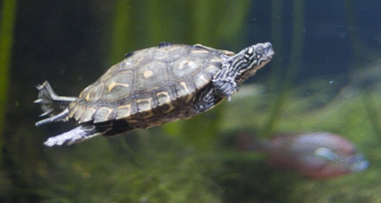 Las tortugas terrestres y las marinas son reptiles.
