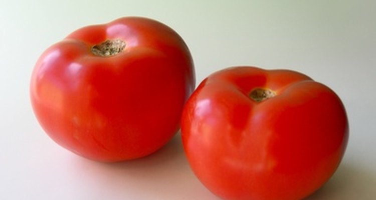 El cultivo sólido puede producir tomates gigantes.