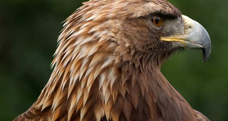 A nobre e severa águia-real é uma das maiores aves de rapina
