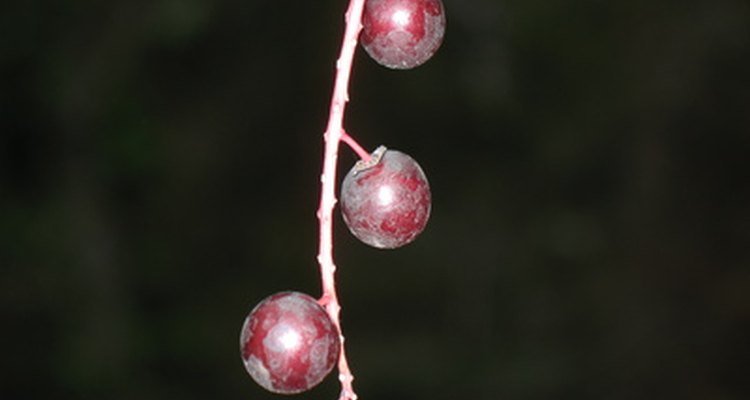 O açaí, reconhecido por sua profunda cor escura, parece com uma variedade de uva pequena
