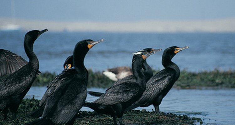 A los cormoranes de cresta doble les gustan los bagres channel.