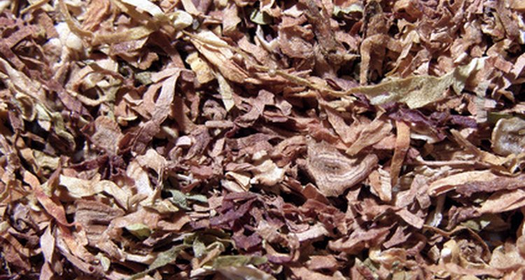 El tabaco es comercialmente cultivado y secado por su nicotina.