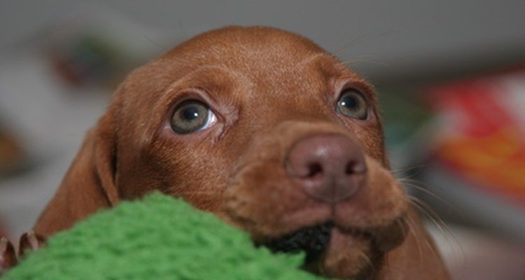 Cão com olho de cereja