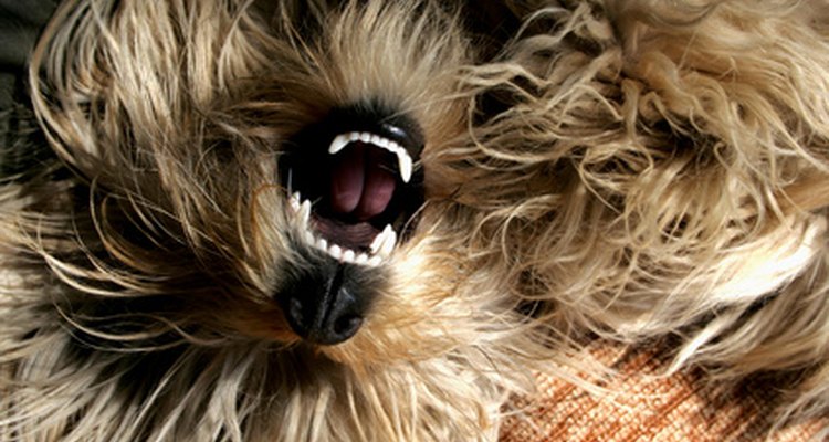 Los cachorros de raza con muchos dientes corren el riesgo de sufrir de enfermedad periodontal.