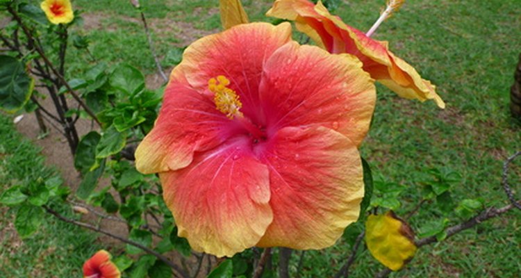 Impresionante hibisco de jardín.