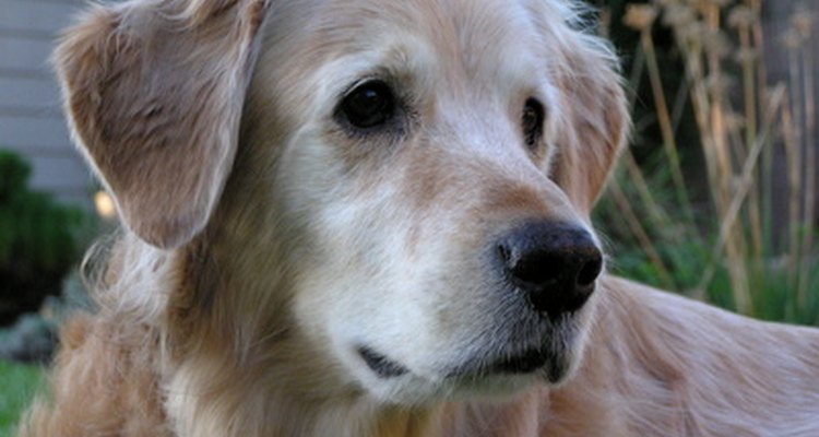 Um labrador golden é um híbrido ideal para cachorro de assistência