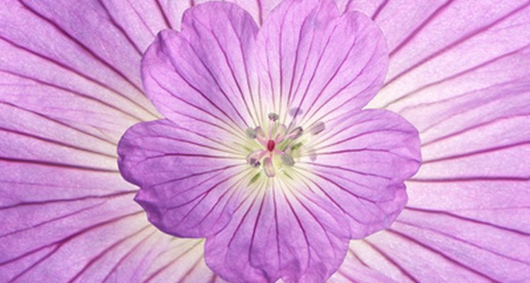 Root-cut geraniums are called