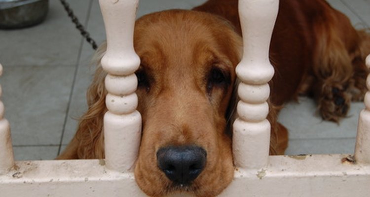 Los Cocker Spaniels son encantadores, pero necesitan de muchos cuidados con su pelo.