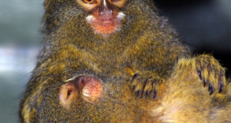A marmoset couple