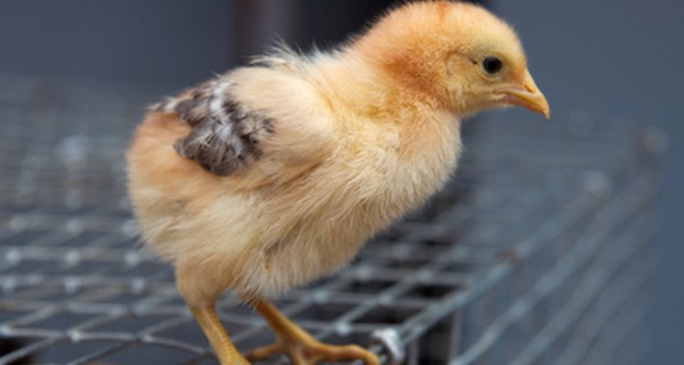 As galinhas às vezes desenvolvem infecções através de vermes parasitas