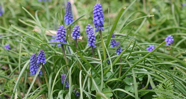 You can get rid of invasive bugleweed without toxic chemicals.