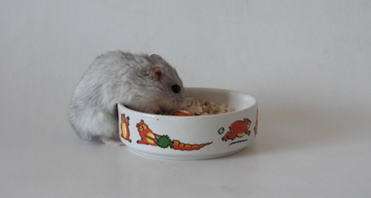 Os hamsters precisam de uma dieta balanceada para não ganharem gordura