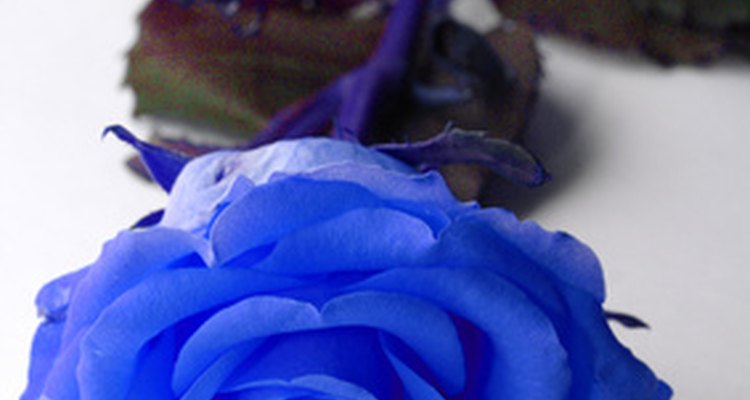 Mergulhe as rosas no corante por mais tempo para um tom mais escuro de azul