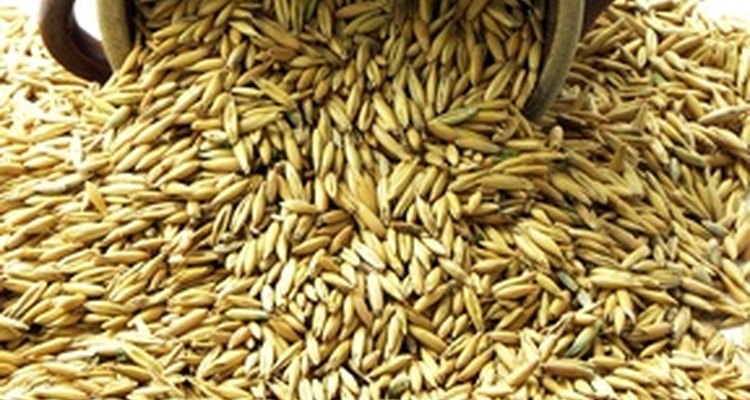 Las polillas india en la comida generalmente se alimentan de cereales y granos molidos toscamente.