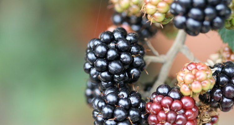 Moras madurando a pleno sol.