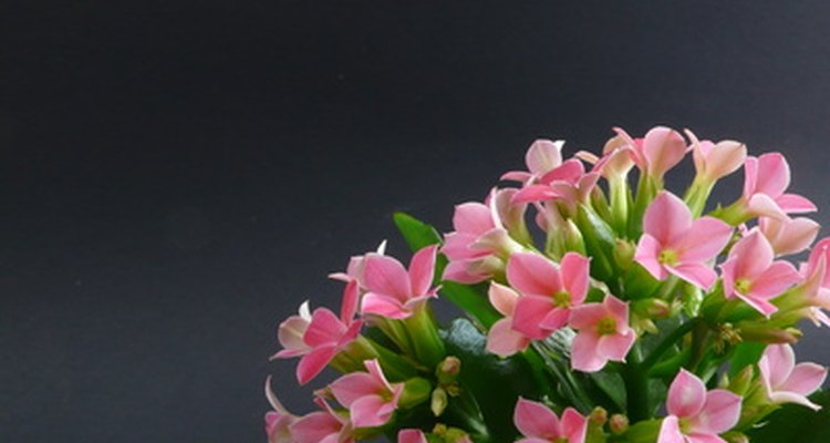 The succulent is highly ornamental.