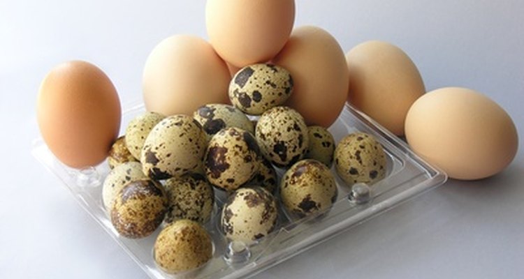 Los huevos de gallina son considerablemente más grandes.