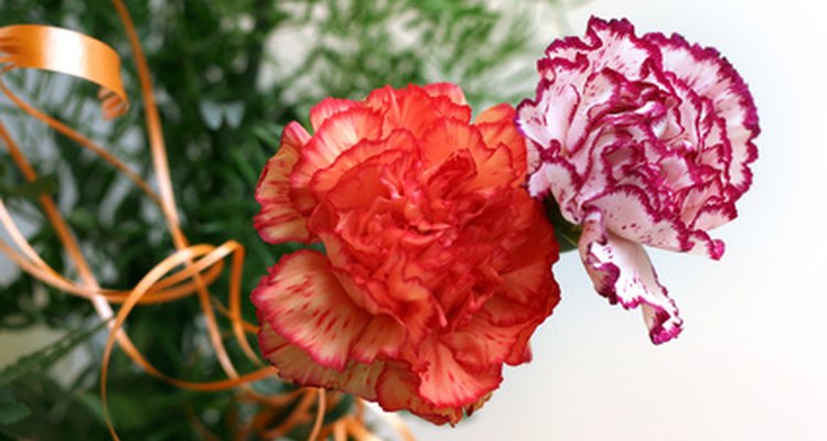 Los claveles están disponibles en una amplia variedad de colores.