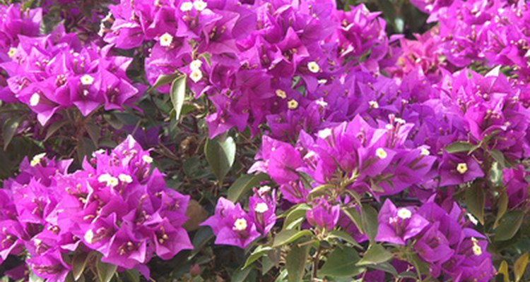Bougainvillea glabra