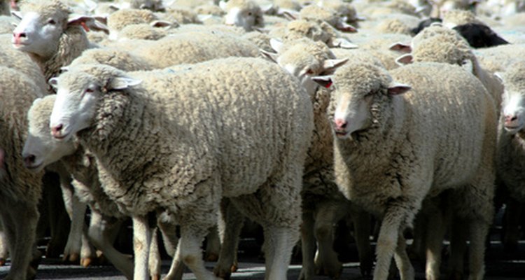 Wool can be composted into beneficial soil.