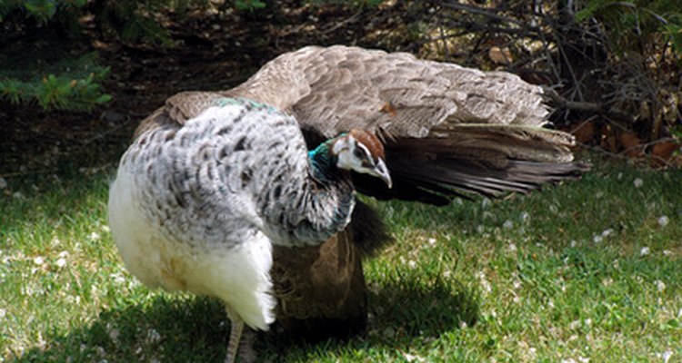 The peahen does not have the same brilliant plumage as the male.