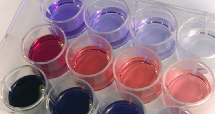 Um leitor de placa ELISA mede e quantifica as diferenças de cor nas 12 cavidades da placa