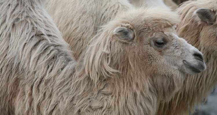 Bactrian camels