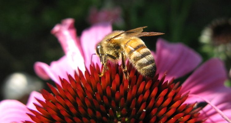 what-adaptations-does-the-honey-bee-need-to-survive