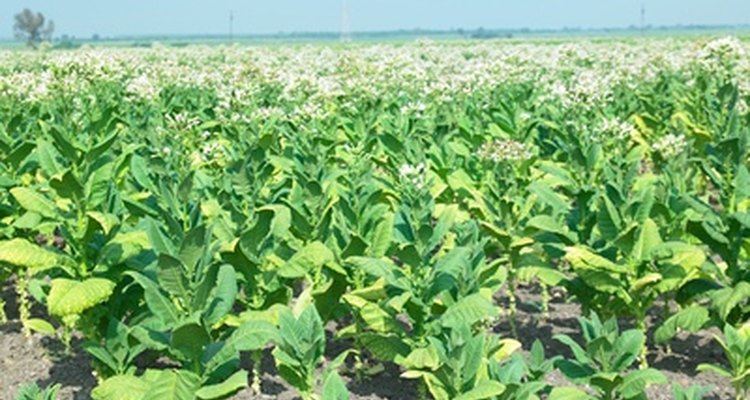 En las plantas, los virus detienen el crecimiento, causan decoloración, distorsión y formación anormal de frutas o flores.