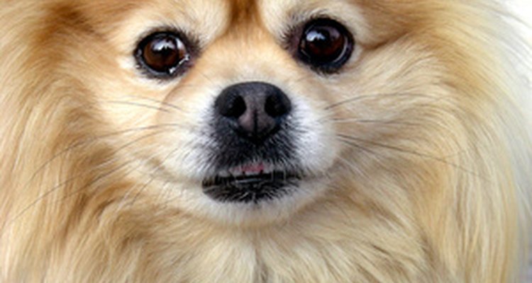 O lulu-da-pomerânia é um cão adorável, mas que pode trazer sérios problemas para quem tem alergias
