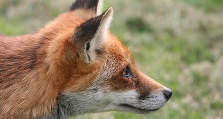 Aprende cómo criar a tu pequeño zorro para que sea tu mascota amiga.