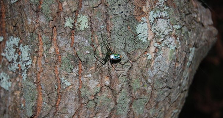 Capture and identify the local creatures with a homemade Berlese-Tullgren funnel.