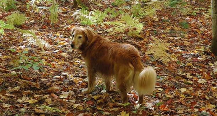 Consulta con tu veterinario sobre la prevención y el tratamiento de la enfermedad de Lyme.