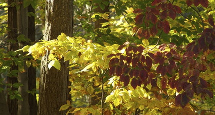 Insects often prefer to feed on specific varieties of birch tree.