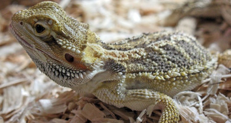 Many reptiles eat dried mealworms.