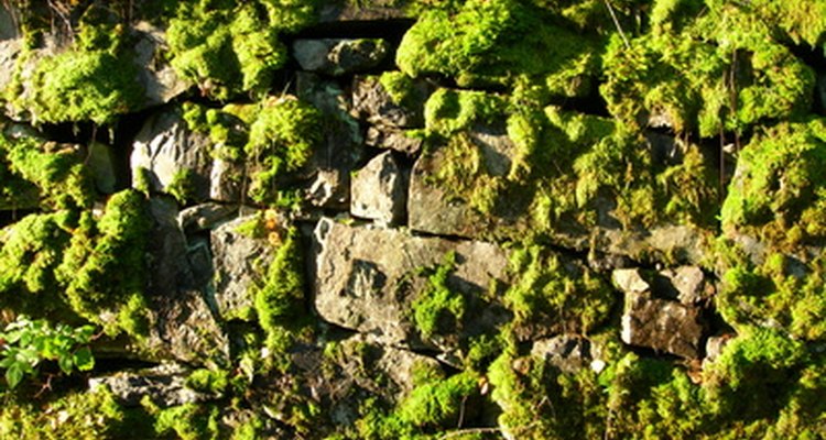 Moss grows on a variety of surfaces.